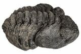 Bargain, Partially Enrolled Drotops Trilobite - About Around #195786-3